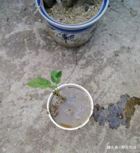 零成本将90地球植物种在阳台上 ,台长教你水陆两栖扦插法