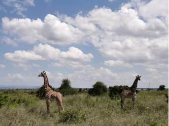 国家|在肯尼亚的国家公园Safari是一种怎样的体验