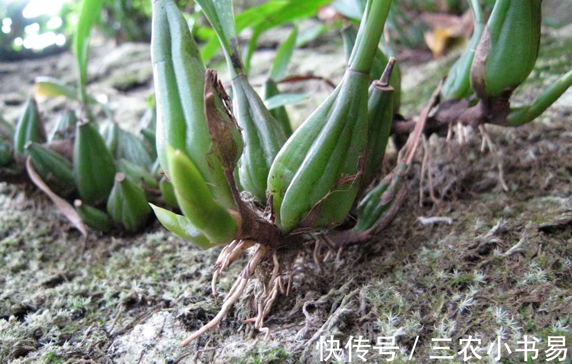 石仙桃|石头上的仙草，人称“仙桃”，农民见到会扯掉，殊不知煲汤味道鲜