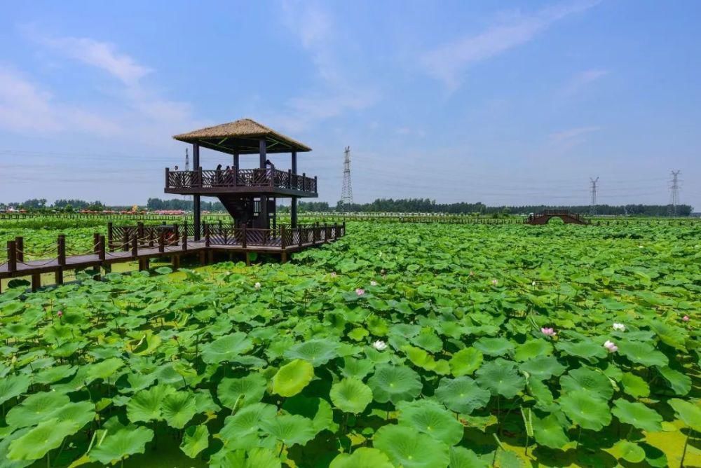 太美了！2021年铜山最新赏花地图出炉！竟有这些地方可以游玩儿…