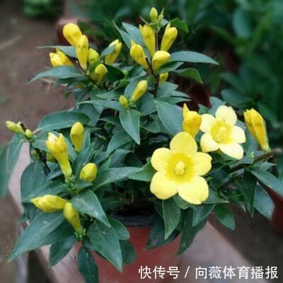 十种“大毒花”,家里经常养,越漂亮毒性越大,避开为好