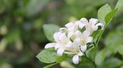 夜来香|家里万万不要养这几种花,难怪身体越住越差,后悔察觉太晚了