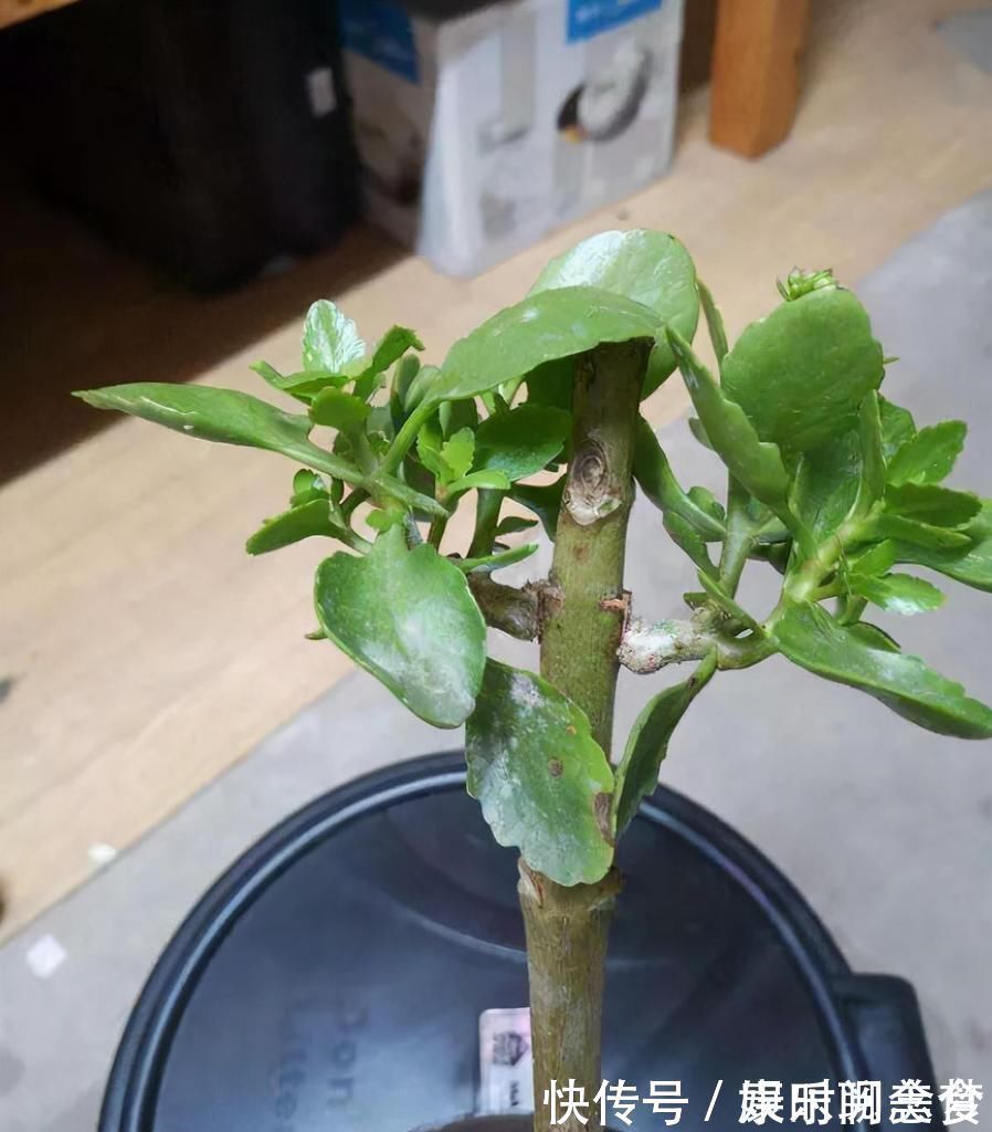 光照|聪明人把长寿花嫁接在老桩上,爆盆简单开花多,一盆花全是花枝