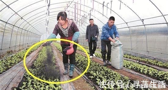 叶肥|君子兰是个“小馋猫”,给它吃这“3种料”,芽多叶肥,迅速爆盆!
