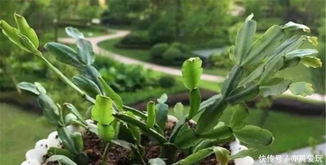 养花|冬天能扦插养花,首选这6个品种,成活率高,很快开出大花朵