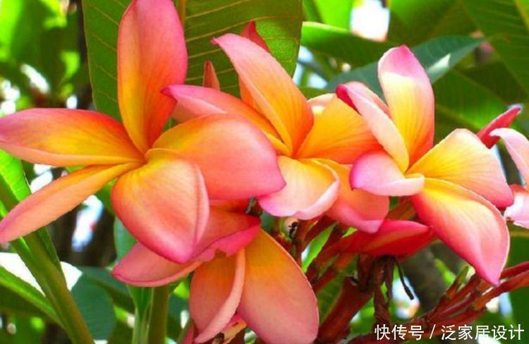 牡丹|大家最喜欢的4种花,好养开花漂亮,比牡丹美,比绿萝好养!