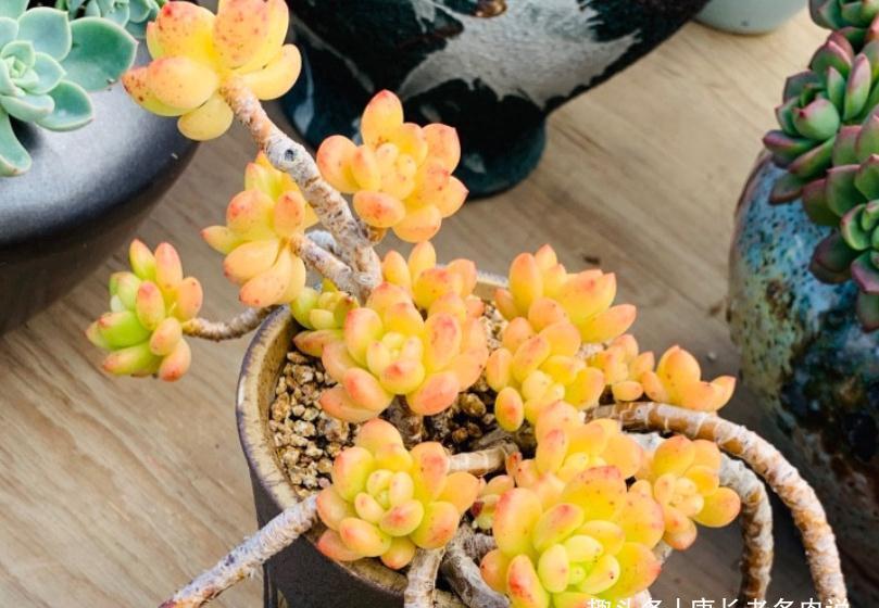 给多肉春萌老桩换盆？稍有点迟，但也可以进行，因为后面有小阳春