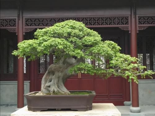 使用金属丝给盆景做造型蟠扎时，注意12个方面的技巧，做好造型