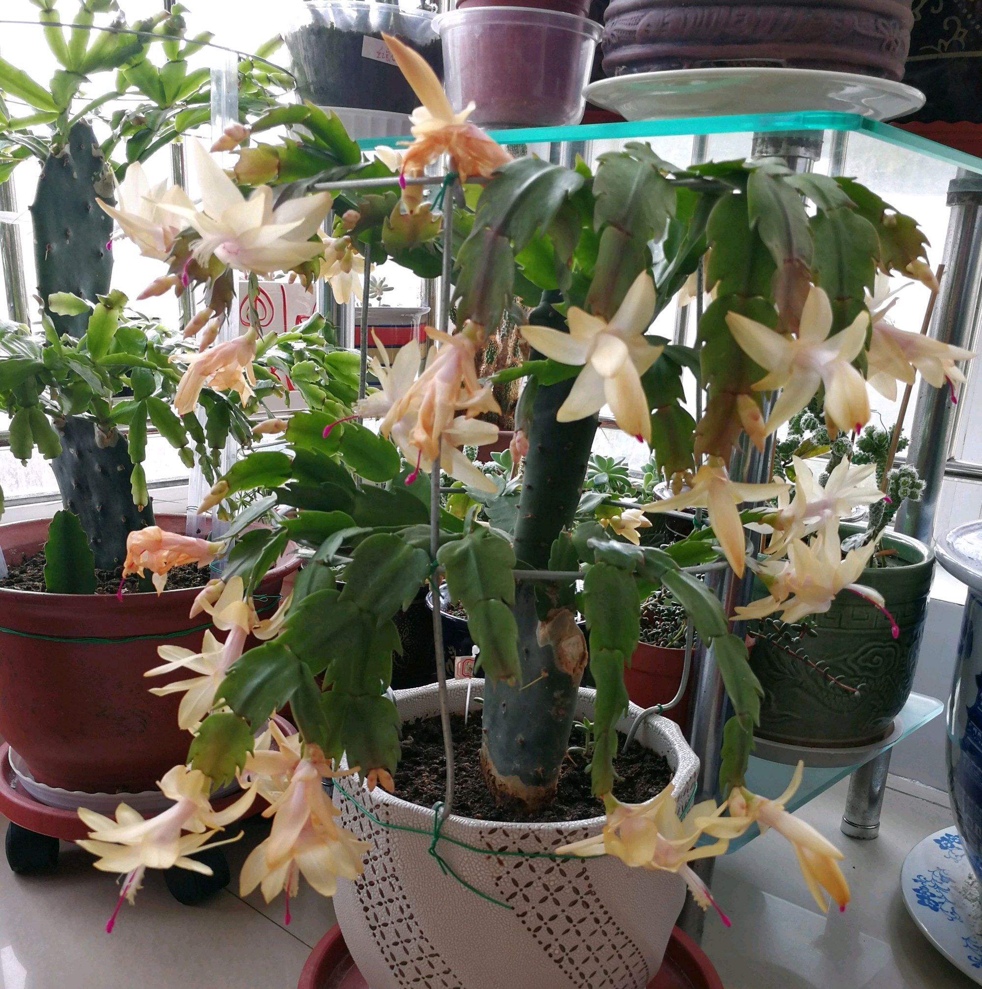 仙人掌嫁接蟹爪兰,做不到4点,徒劳无功,嫁接一盆坏一盆