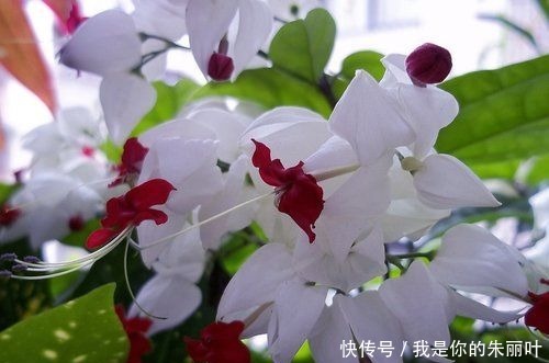 漂亮|喜欢在家中养护花卉,就选择“优雅多姿”的花卉,花型独特,漂亮