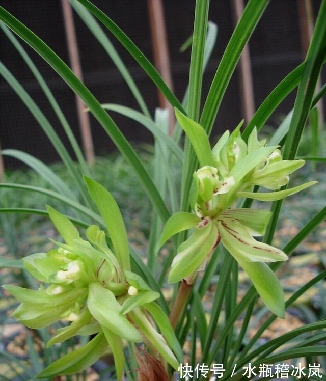 花瓣数多达100多瓣的兰花,香味浓烈醇正,花苞多变,值得入手