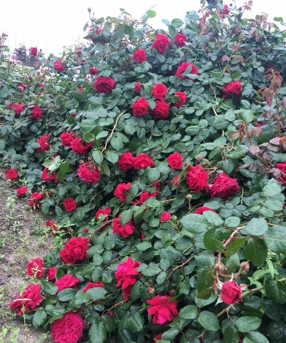 养花试试这款，鲜红色的花有玫瑰圈女王的称号