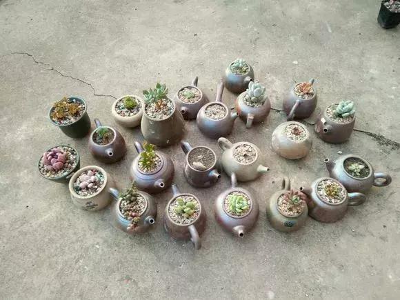 旧茶壶种点花,秒变高端盆景,卖300一个邻居抢着要