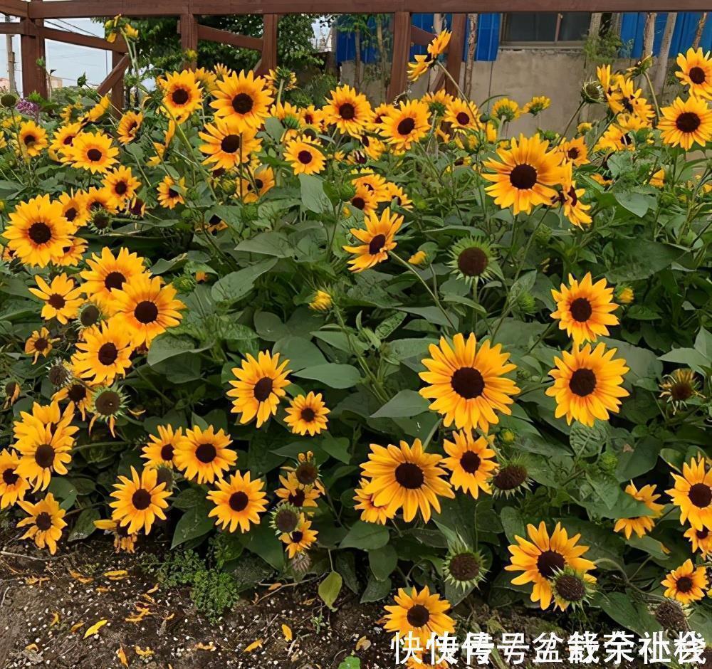 花量|9种漂亮花,热不死晒不怕,开花大半年,没有病虫害,38度成花海