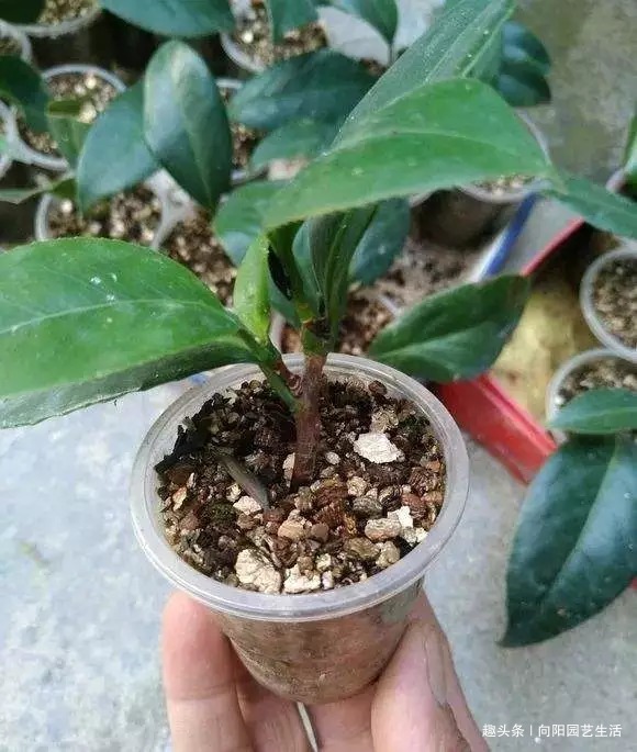 桂花如何扦插剪下几根枝条，沾点“白酒”，7天长出大白根