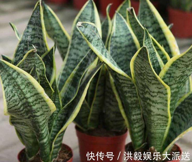 养花|家里“3种花”最怕潮,哪里干燥就放哪,才能一年四季“花儿旺”