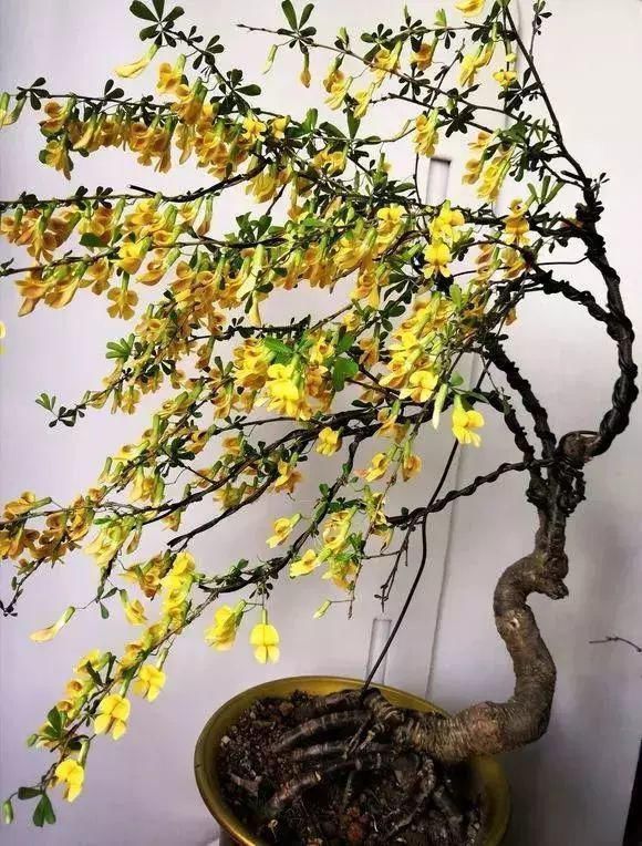 眼睛|山里的1棵老树桩,挖出来种盆里,开花后,眼睛都看直了!