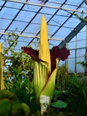 兰花|盘点十种样子最为奇特,最“个性”的植物花朵!