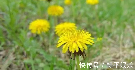 蒲公英根|17岁女生因一壶蒲公英水,送入医院,提醒蒲公英泡水有4大禁忌