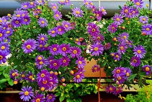 爱花养花，天冷打理就不能忽视这些因素，不然一盆不剩