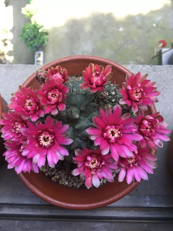 仙人球不开花,3个方面得改善,做好了以后花苞直冒,爆满盆