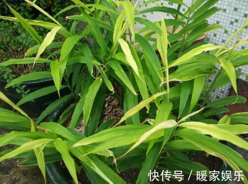 有机肥|厨房吃剩的“2种菜”，随手丢盆里，秋天收获一大盆，太惊喜了
