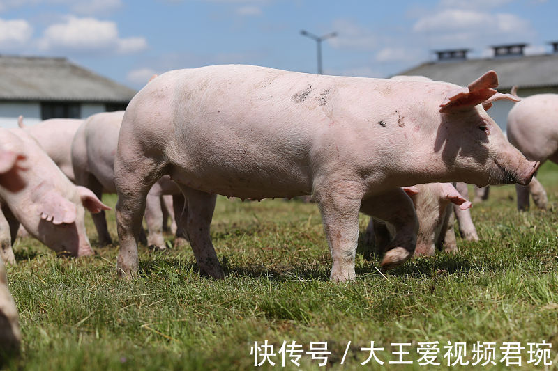 贵人|属相猪9月财神关照，工作顺利，财运亨通