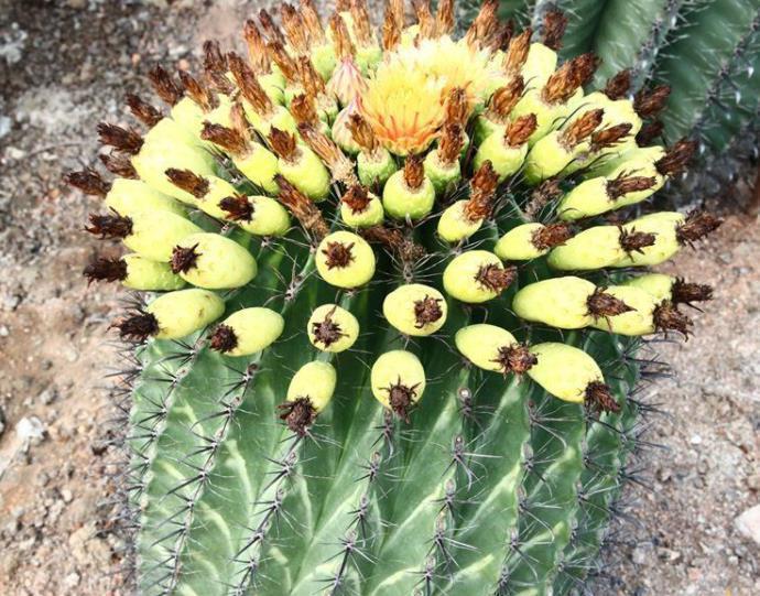 直径|6种多肉个头比脸大,天生就是“巨无霸”,没地盘别养它