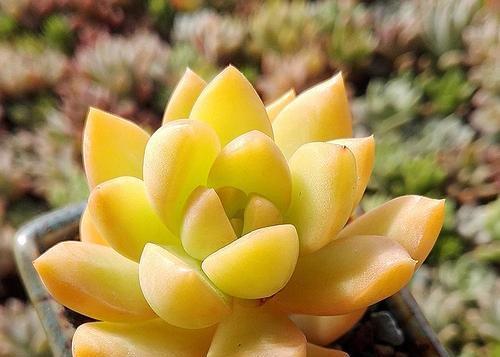 5种黄色系多肉,长出状态美极了,谁见了都夸美,值得拥有!