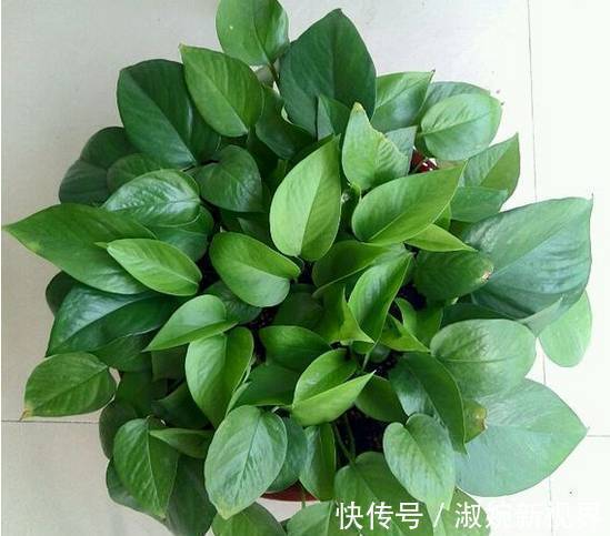 有救|妙招要死的绿萝舍得丢剪一剪，插一插，一个月后爆盆绿油油