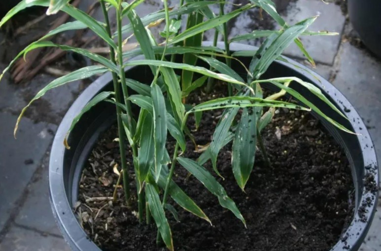 阳台|阳台盆栽生姜,简单4步走,叶绿当花赏,不用再去买,自给自足