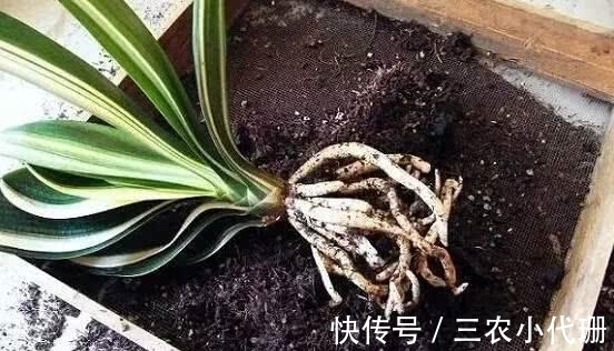 植株体|君子兰烂根怎么办? 用这两个方法, 就不怕烂根了
