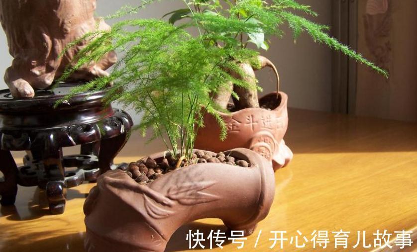 文竹盆景有哪些养护技巧，怎么才能养好文竹盆景呢