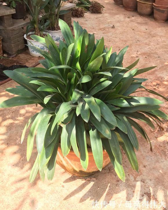 c养了39年的君子兰,叶子长了100多片,又浓又绿,太羡慕了