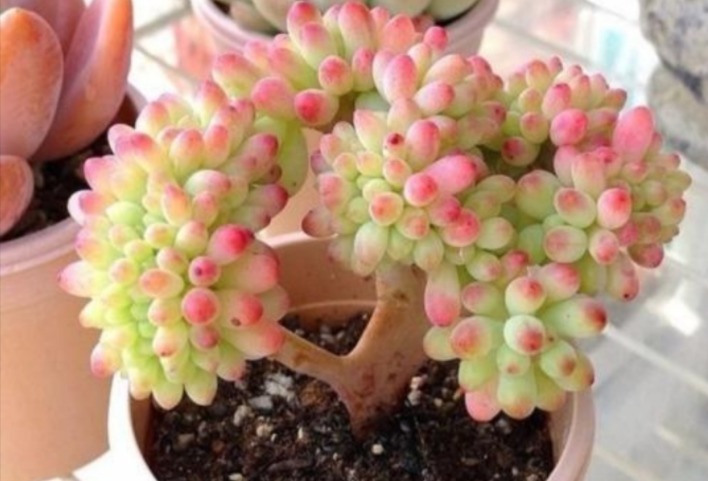 花友们|花土问题无小事,牢记3点,养花土不轻易结块,花根长得更壮实