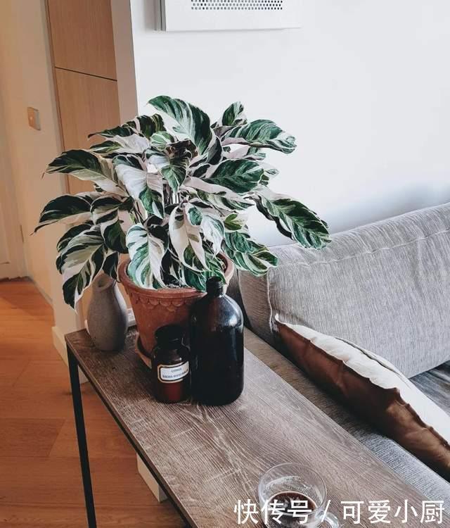 天生“体阴”的6种花,晒太阳易黄叶,阴一点反而长得绿油油