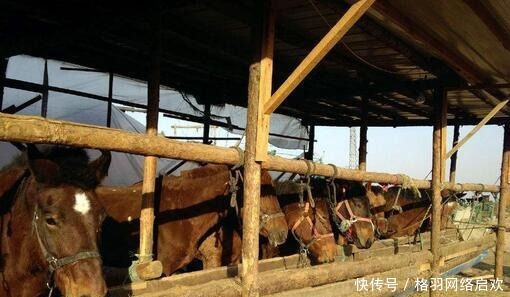 早年|此位阿哥差点取代光绪，早年穷奢极欲，晚年穷得睡马棚