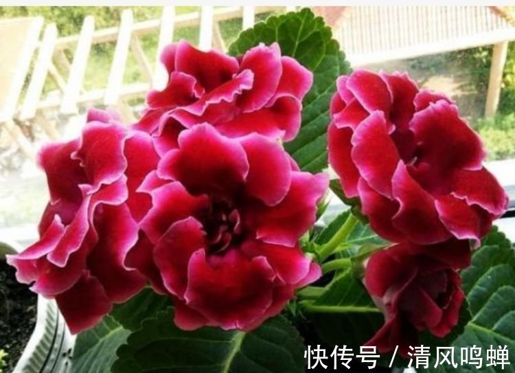 玫瑰花|4种漂亮花,家里养一盆最合适,开花漂亮花期长,谁养谁喜欢