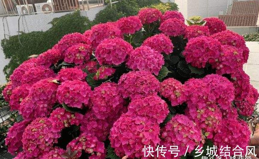 用这8种“废水”养花，青枝绿叶长得壮，开花鲜艳，环保又省钱