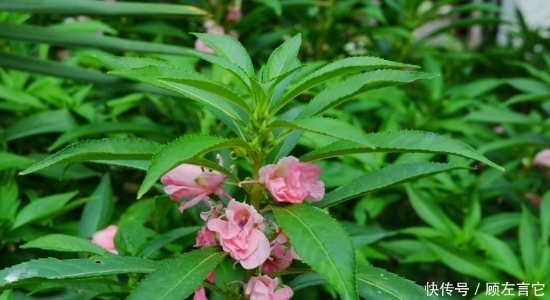 风湿|农村无人问津的野花，能活血化瘀，祛风湿，逼走湿毒，你认识吗