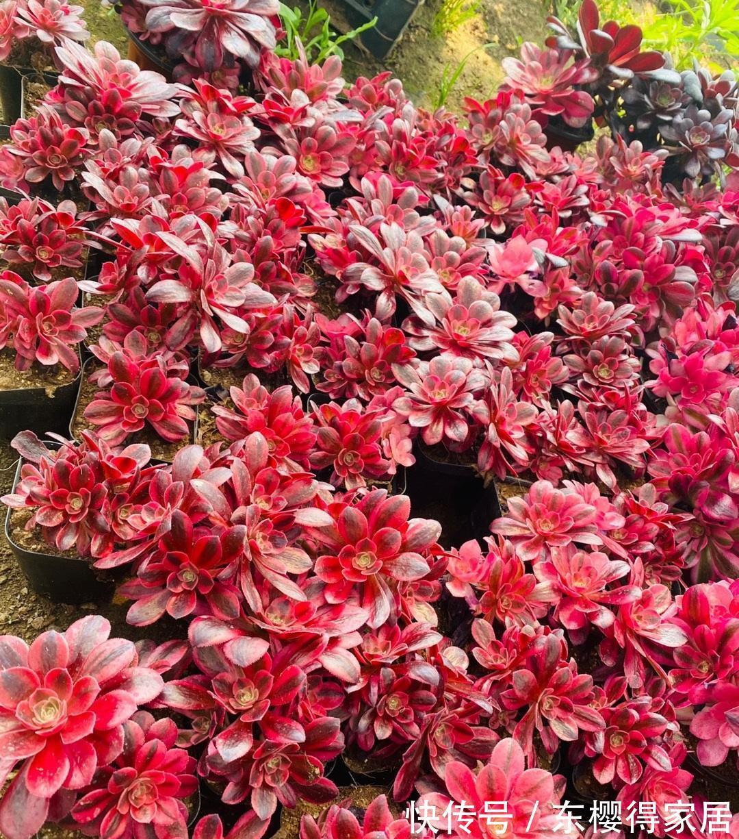 滞销|多肉市场严重滞销,毁在二手商贩手里,中间商确实可恨!