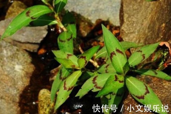 野草|农村的一种野草,治疗骨折、腰骨酸痛、胆囊炎、尿路感染有奇效