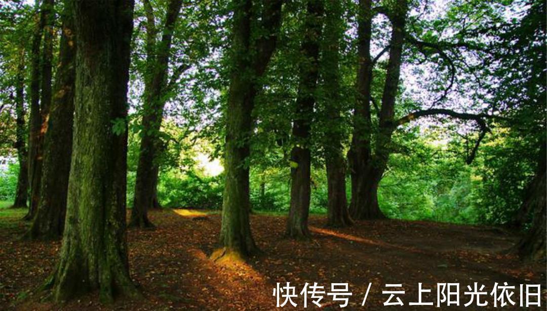 赠质上人@一首很有哲理的唐诗,每一句都是人生箴言,值得我们去细细品读!