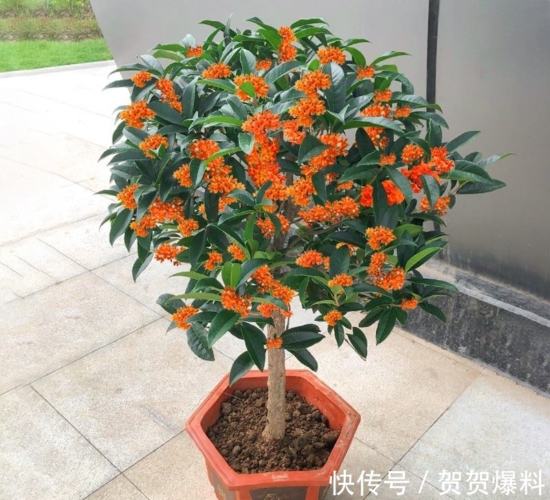 家有五树,儿孙都富!有院子建议栽5种树,看花,收果,寓意吉利