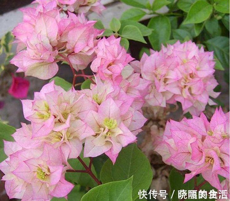 吊兰|此花超漂亮,沾土就活,开花又大又艳,高端大气上档次