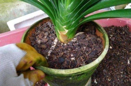 君子兰换盆,盆里埋“1种东西”,能养根,叶纹如网,一年2次花