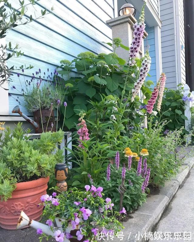 毛地黄|小空间花园打造指南丨四季开花不断,她是怎么做到的?