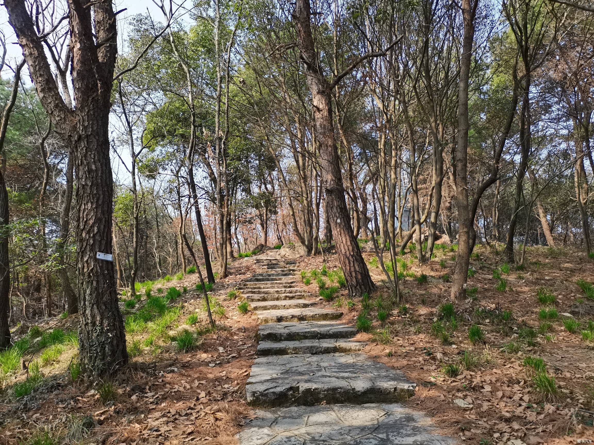 情人节逛森林公园