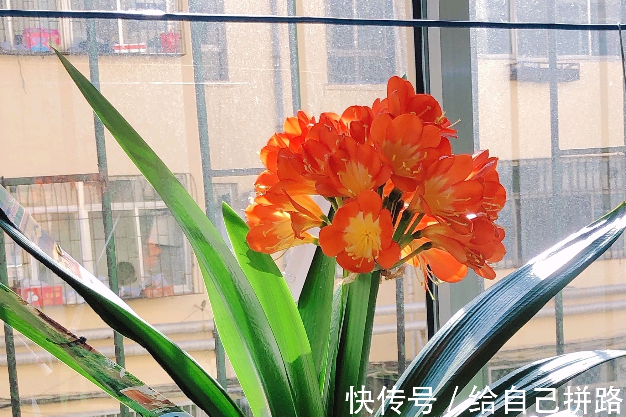 盆土|在君子兰盆土中混入大量的麻籽作为肥料会烧根吗?换个栽培方式