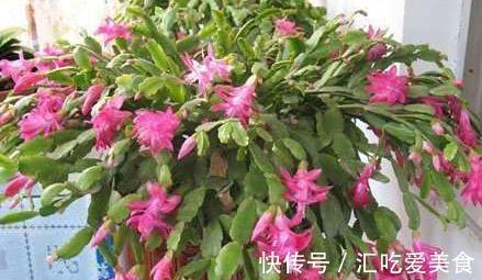 冬季怎样管理蟹爪兰,以便不会落蕾,又开出美丽的鲜花